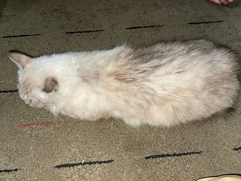 Persian cat 3