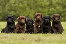 pedigree Labrador puppies available looking for a new home