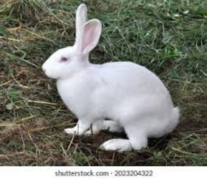 healthy rabbit pair for sale 1