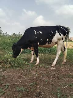 Cow - 1st pregnancy