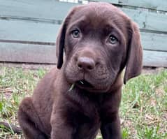 pedigree Labrador puppies available