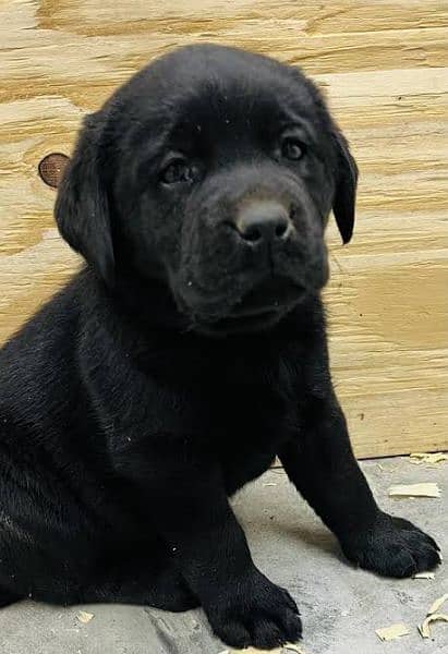 pedigree Labrador puppies available 1