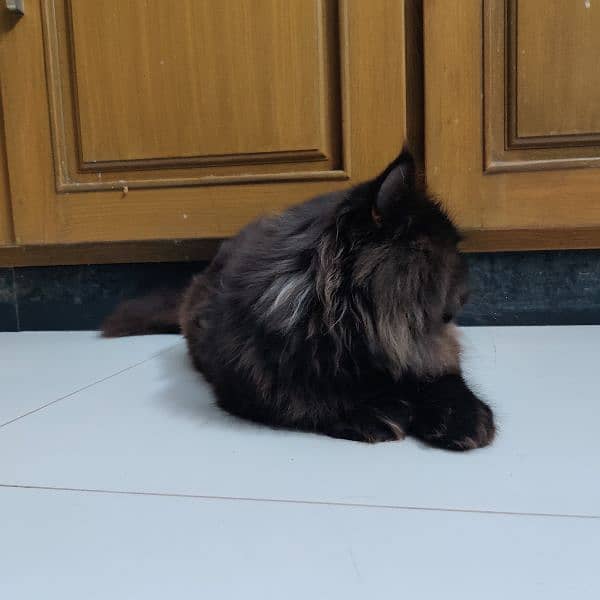 persian cat black 1