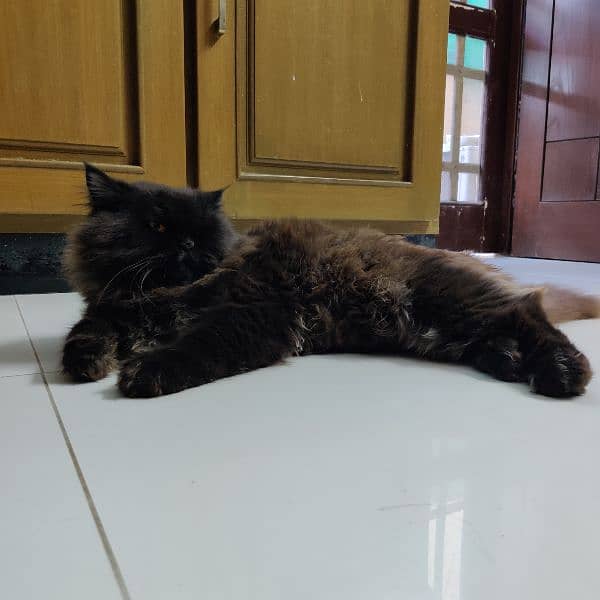 persian cat black 2