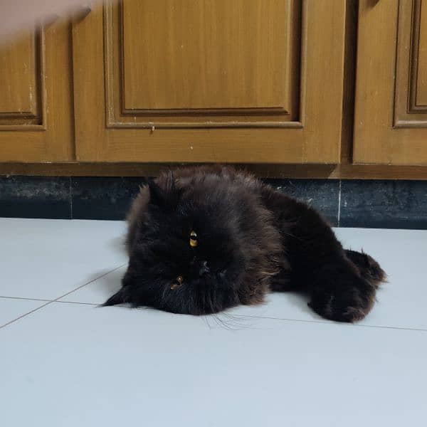 persian cat black 3