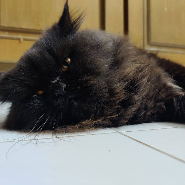 persian cat black 5