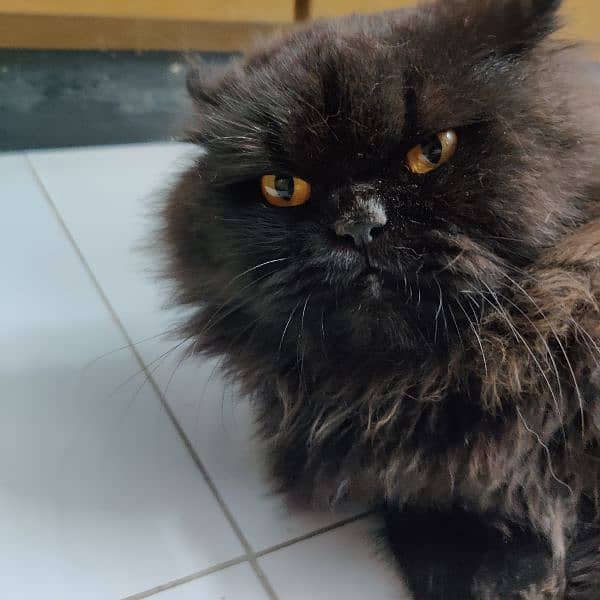 persian cat black 6