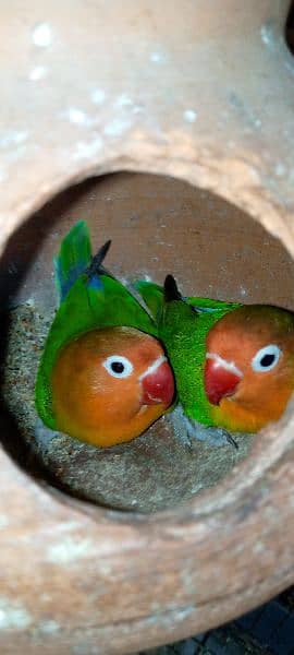 love bird breeder pair 1