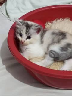 Persian cat