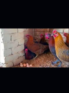 Desi hens | Misri golden