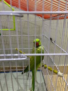 selling Green ring neck parrot male& Female