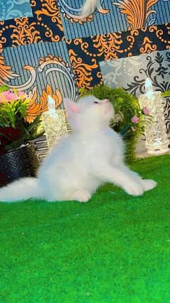 Persian kittens available for sale 0