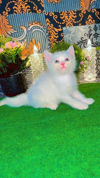 Persian kittens available for sale 1