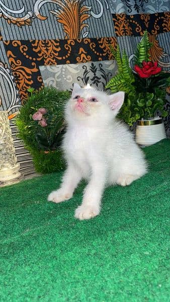 Persian kittens available for sale 2