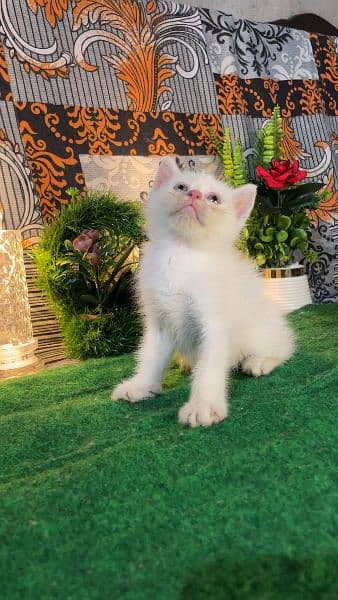 Persian kittens available for sale 3