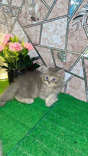 Persian kittens available for sale 5