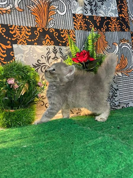 Persian kittens available for sale 6