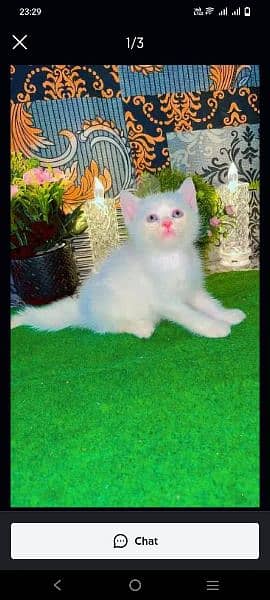 Persian kittens available for sale 10