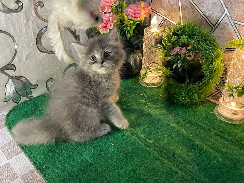 Persian kittens available for sale 12