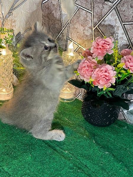 Persian kittens available for sale 13