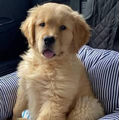 pedigree golden retriever female puppies available