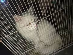 persian cat for sale male