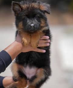 German shepherd puppies available looking for a new home