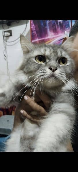 Persian cat for sale 1