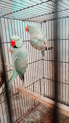 green ringneck urgent sale