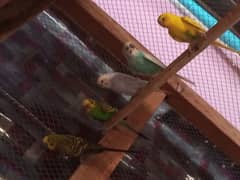 parrot or cage for sale