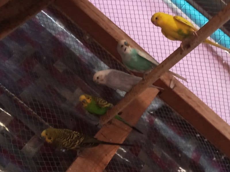 parrot or cage for sale 1