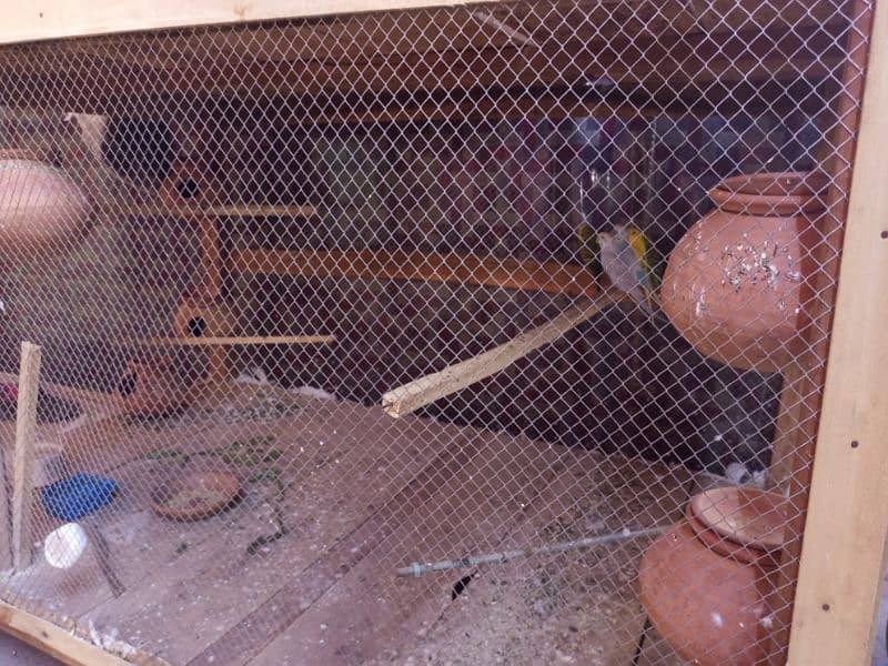 parrot or cage for sale 4