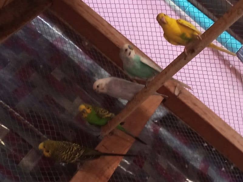 parrot or cage for sale 6