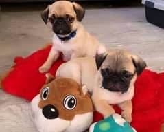 pug puppies available looking for a new home 0