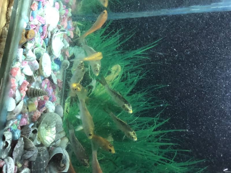 koi Carb fish for sale 3