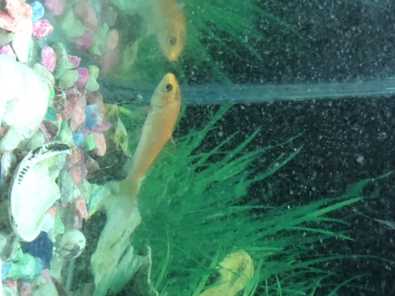 koi Carb fish for sale 4