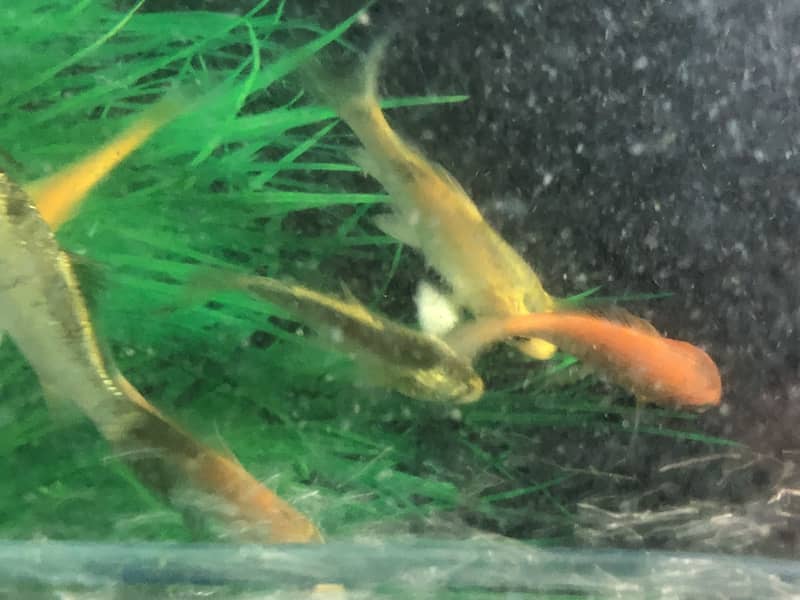 koi Carb fish for sale 5