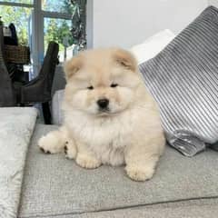 Imported Chow Chow puppies available for sale