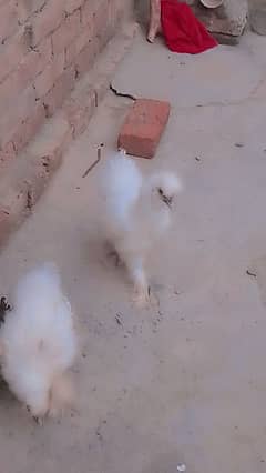 silkie pair 7.5  months age  Pair for sale