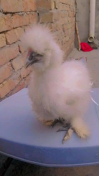 silkie pair 7.5  months age  Pair for sale 1