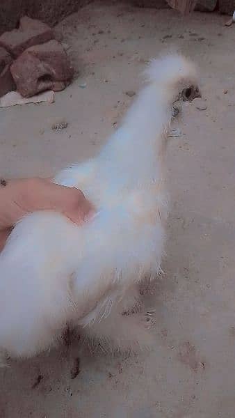 silkie pair 7.5  months age  Pair for sale 2