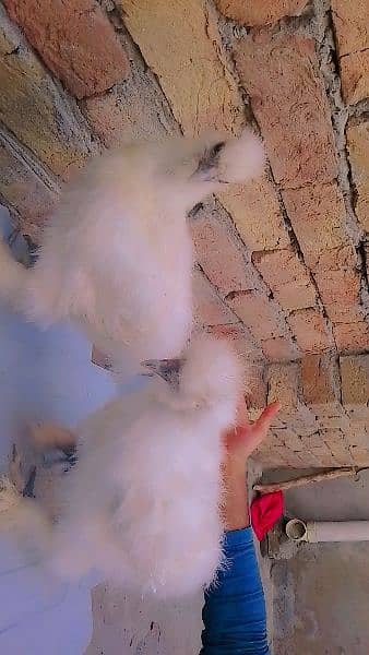 silkie pair 7.5  months age  Pair for sale 3