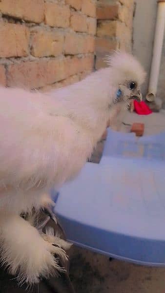 silkie pair 7.5  months age  Pair for sale 4