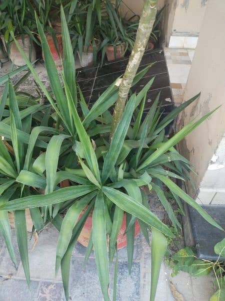 indoor & outdoor plants 2