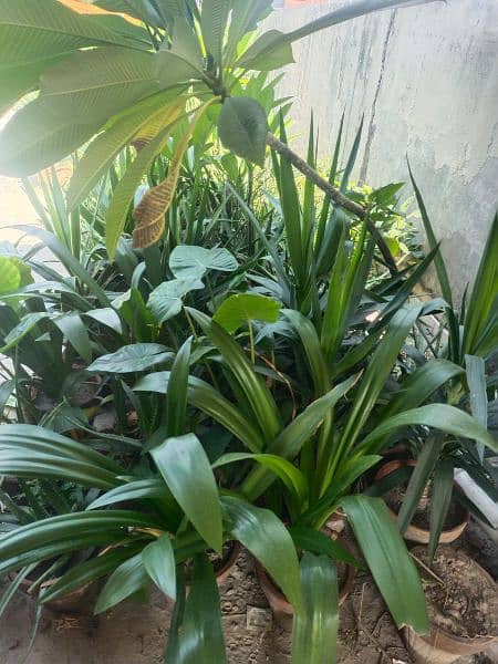 indoor & outdoor plants 4