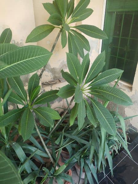 indoor & outdoor plants 5