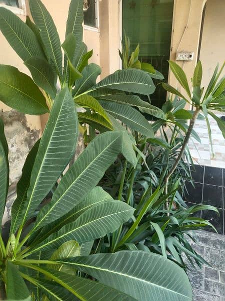 indoor & outdoor plants 7