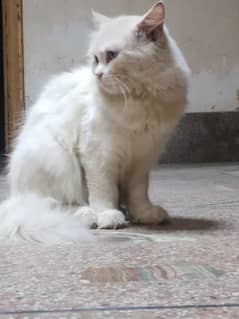 odd eyes double cotted white Persian female cat