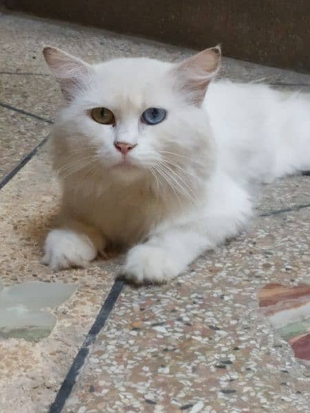 odd eyes double cotted white Persian female cat 1