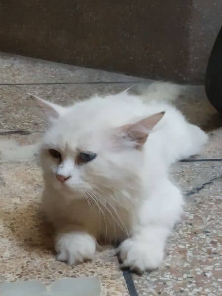 odd eyes double cotted white Persian female cat 2